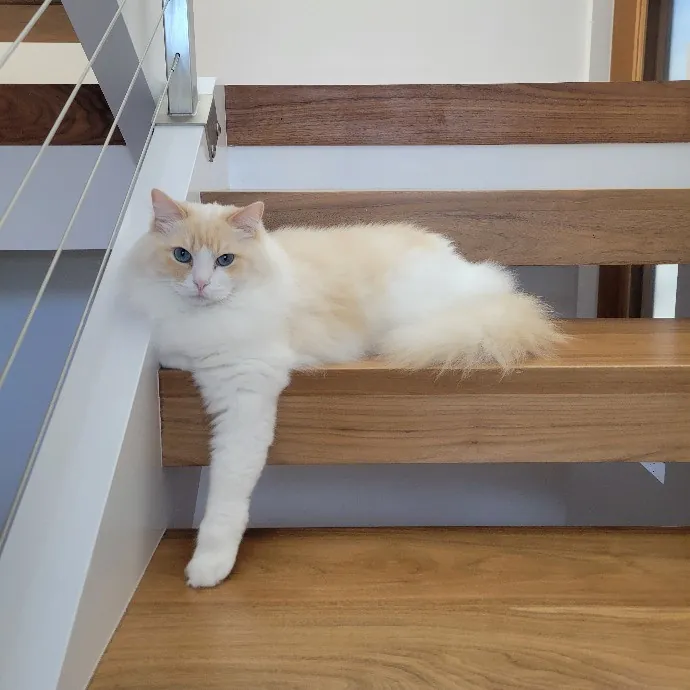 Cat Whisperer  Feline Friend