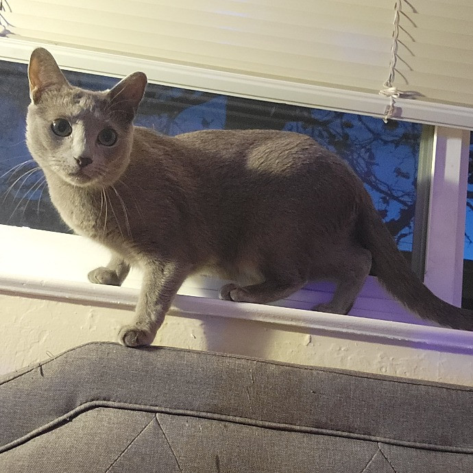 Cat Whisperer  Feline Friend