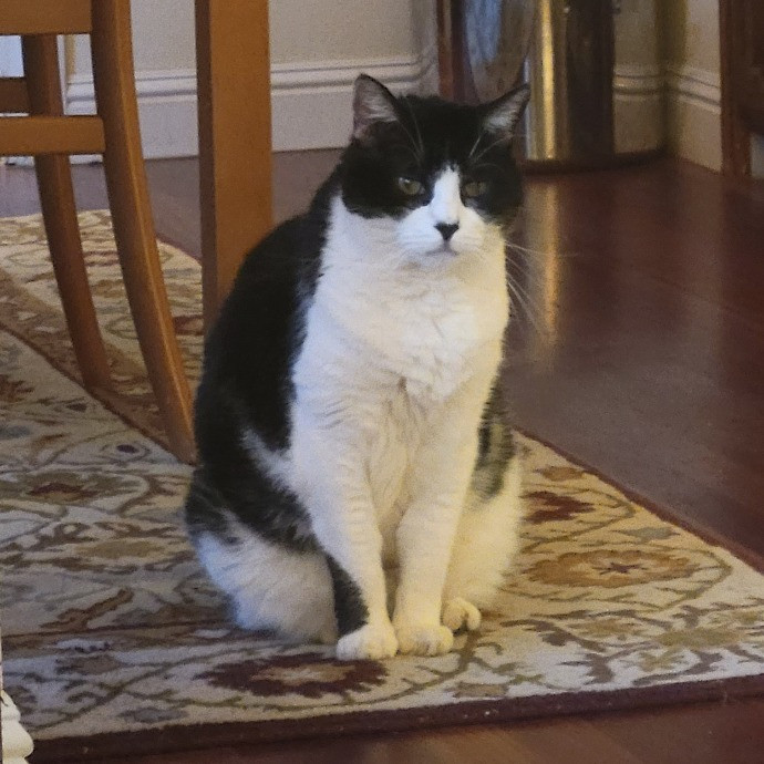 Cat Whisperer  Feline Friend