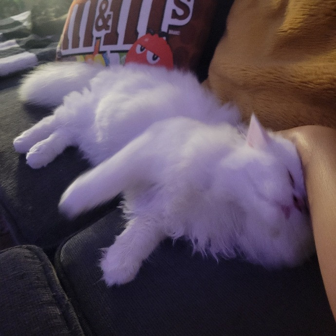 Cat Whisperer  Feline Friend photo 3
