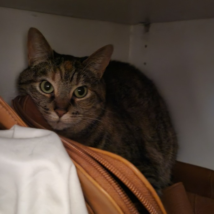 Cat Whisperer  Feline Friend photo 2
