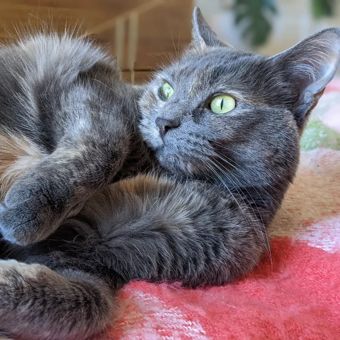 Mariya's Purrfect Cat Sitting