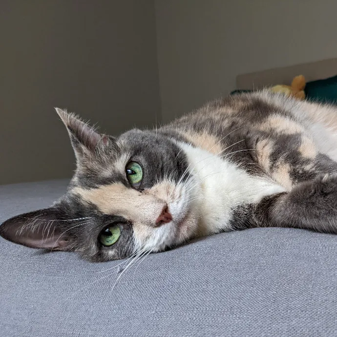 Mariya's Purrfect Cat Sitting