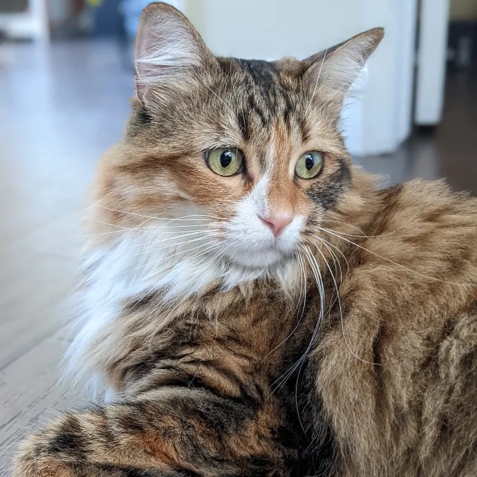 Mariya's Purrfect Cat Sitting