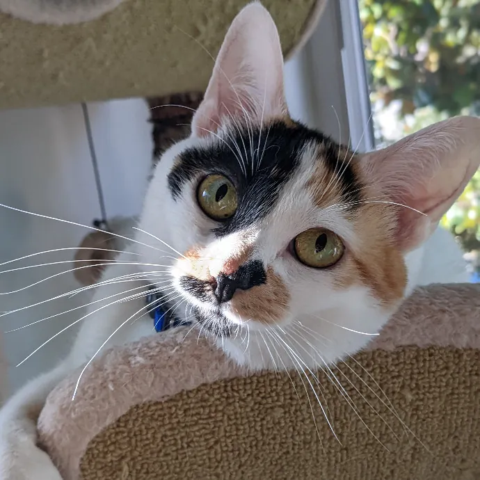 Mariya's Purrfect Cat Sitting