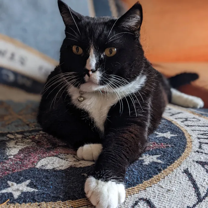 Mariya's Purrfect Cat Sitting