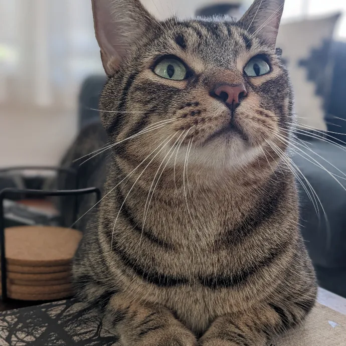 Mariya's Purrfect Cat Sitting