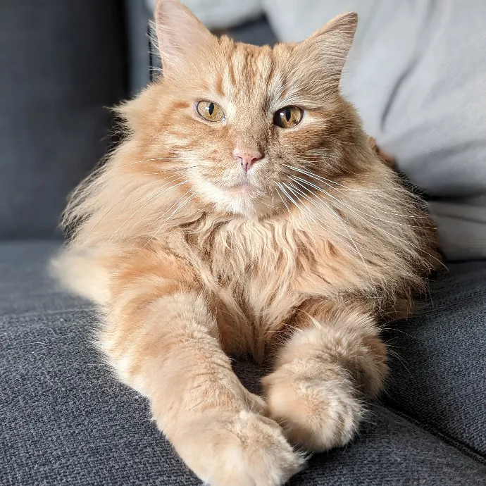 Mariya's Purrfect Cat Sitting