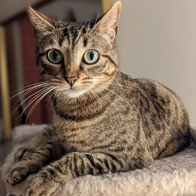 Mariya's Purrfect Cat Sitting