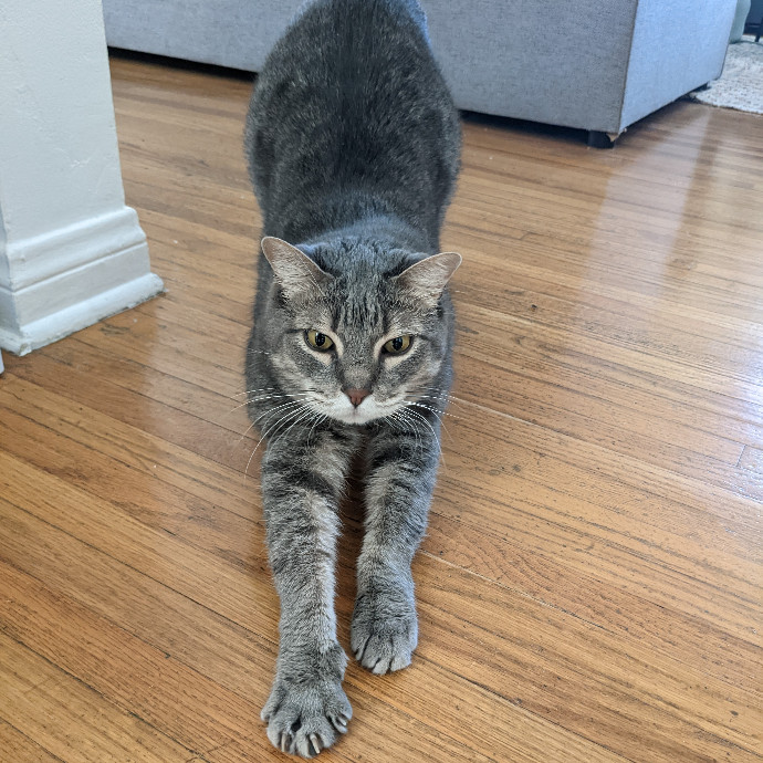 Mariya's Purrfect Cat Sitting