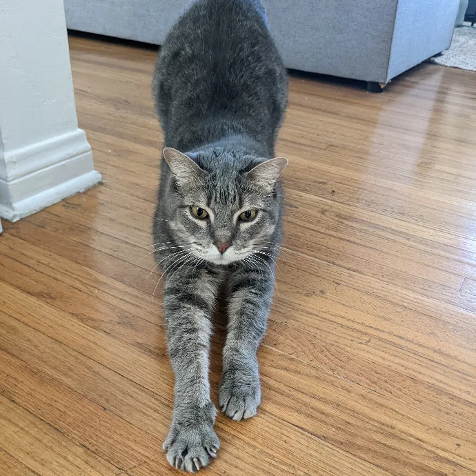 Mariya's Purrfect Cat Sitting