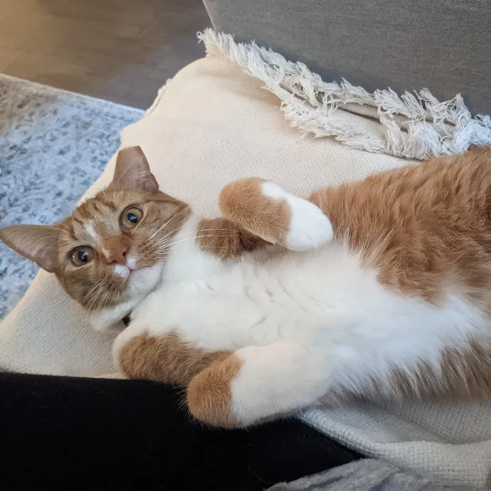 Mariya's Purrfect Cat Sitting