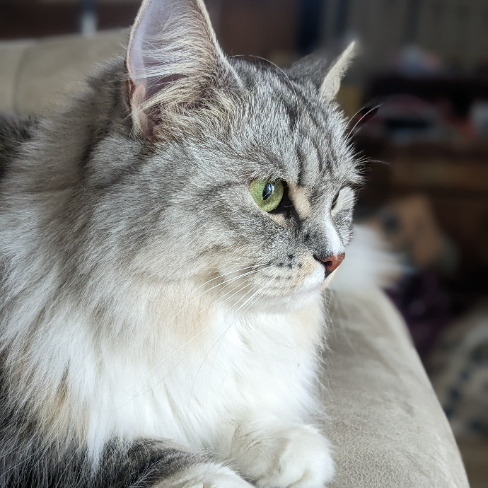 Mariya's Purrfect Cat Sitting