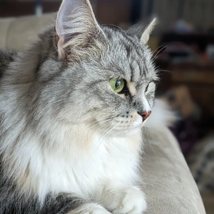 Mariya's Purrfect Cat Sitting