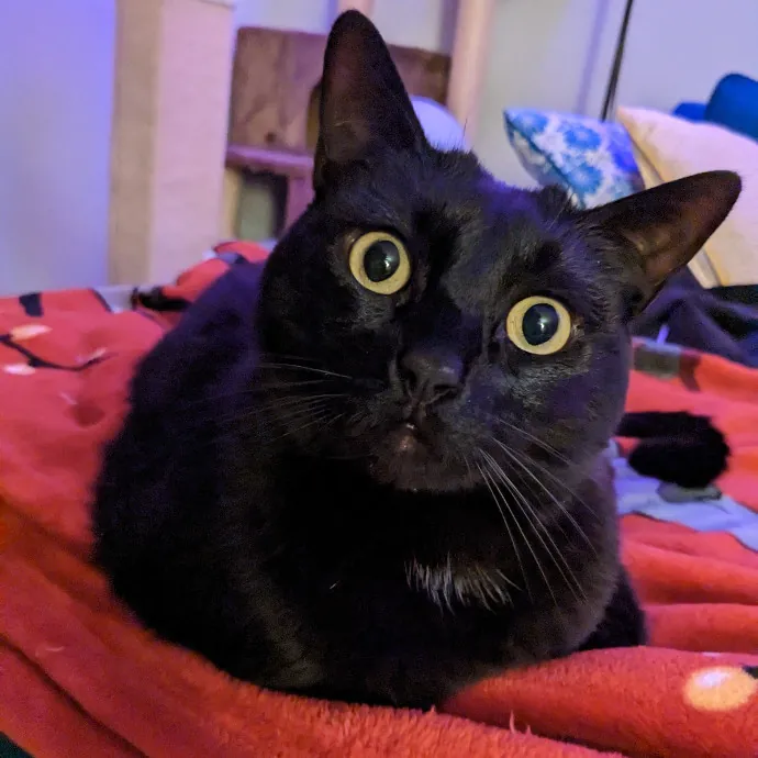 Mariya's Purrfect Cat Sitting