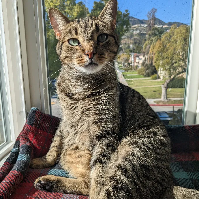 Mariya's Purrfect Cat Sitting