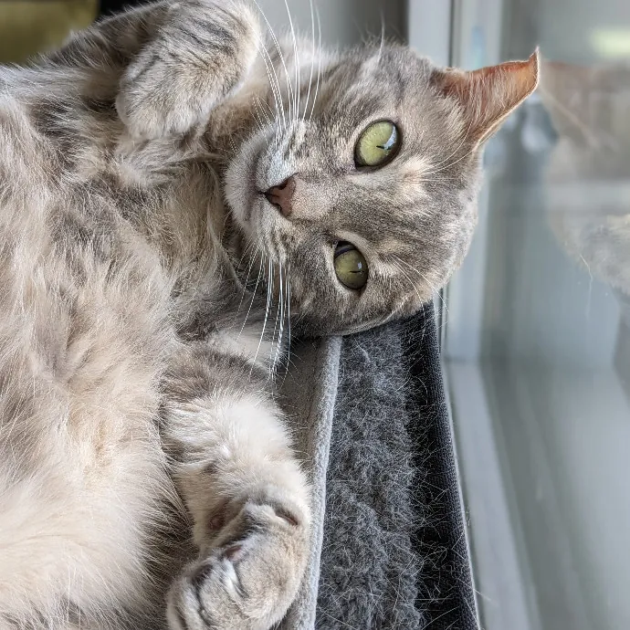 Mariya's Purrfect Cat Sitting