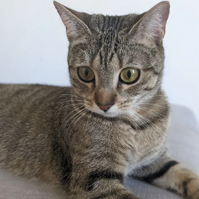 Mariya's Purrfect Cat Sitting