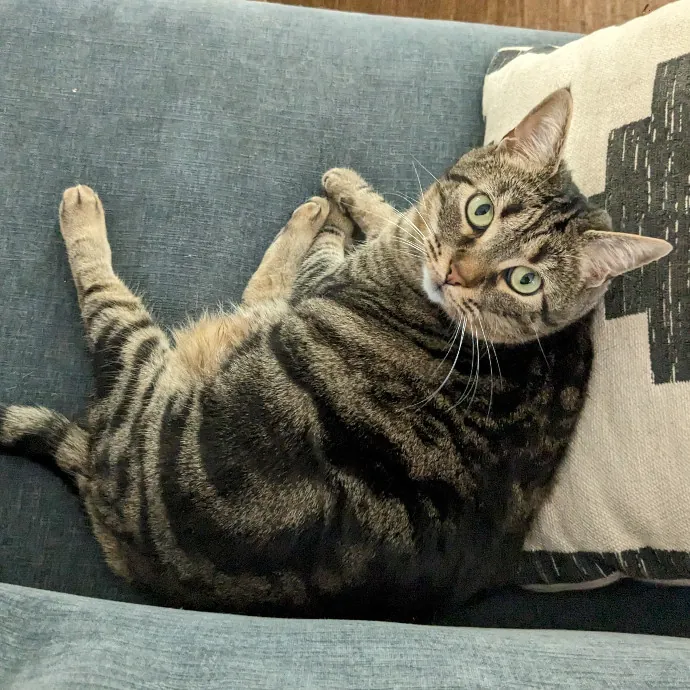 Mariya's Purrfect Cat Sitting