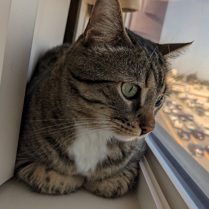 Mariya's Purrfect Cat Sitting