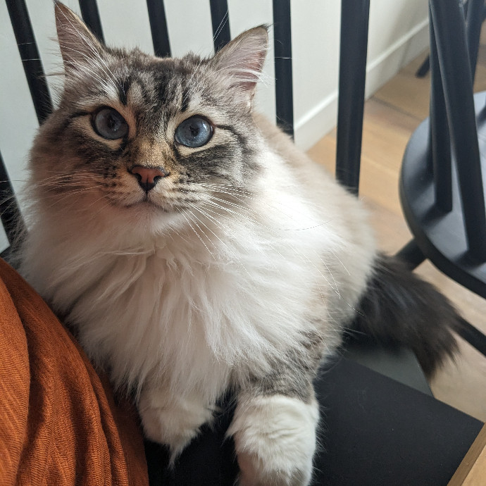 Mariya's Purrfect Cat Sitting