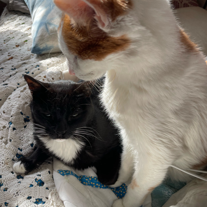 Cat Lady Ready To Care For You Babies photo 2