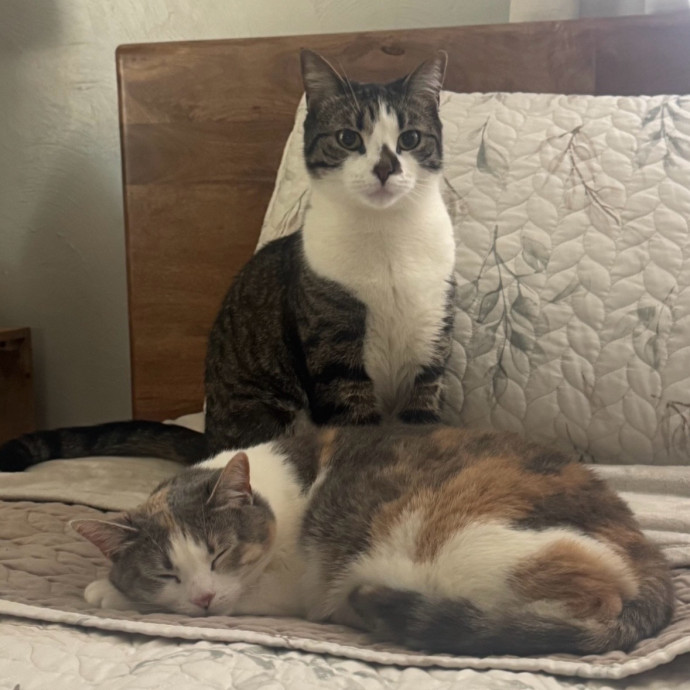 Your Cat's New Favorite Visitor