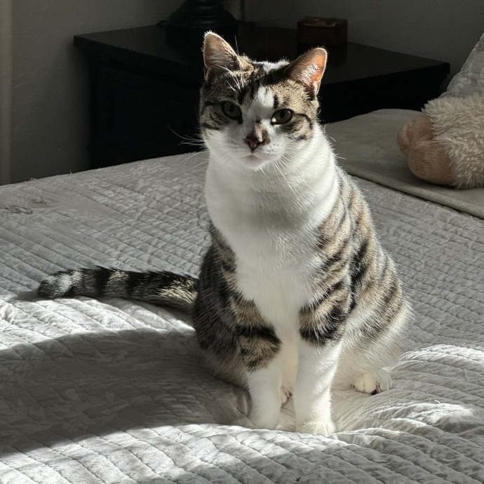 Your Cat's New Favorite Visitor