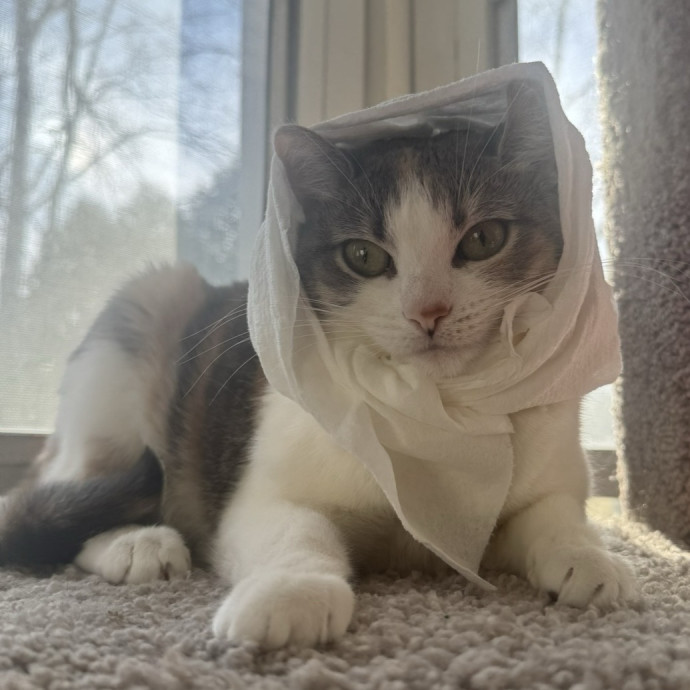 Your Cat's New Favorite Visitor