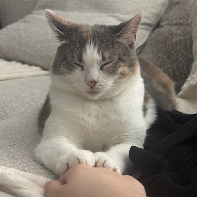 Your Cat's New Favorite Visitor photo 3