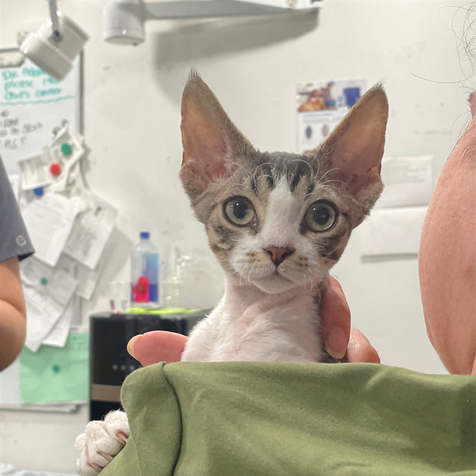 Purrfect Care By Your Favorite Vet Tech