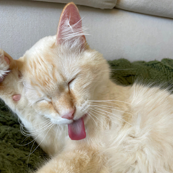 Purrfect Care By Your Favorite Vet Tech