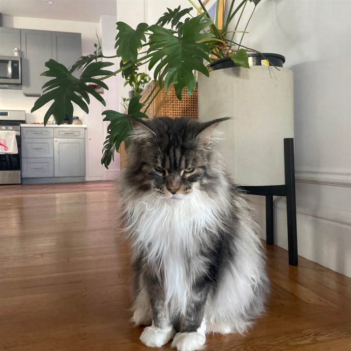 Purrfect Care By Your Favorite Vet Tech