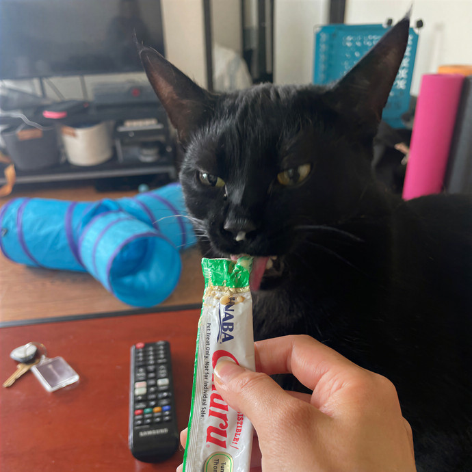 Purrfect Care By Your Favorite Vet Tech