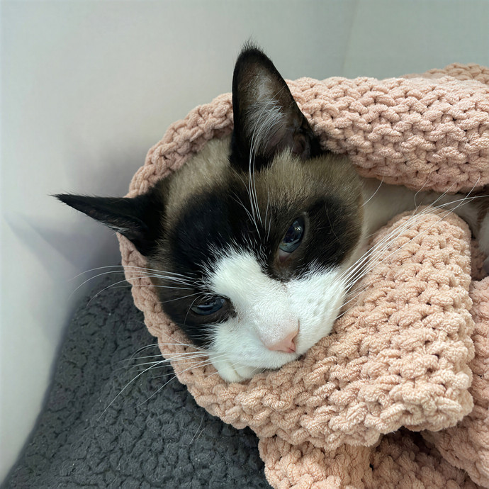Purrfect Care By Your Favorite Vet Tech