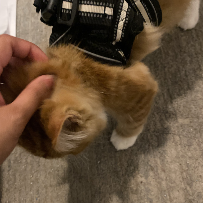 Caring Cat Owner And Dedicated Sitter