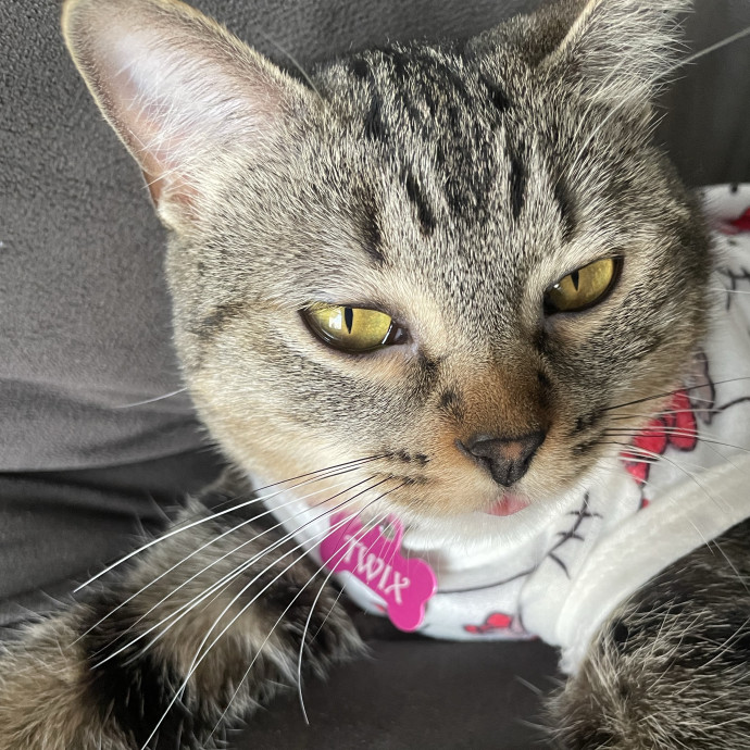 Caring Cat Owner And Dedicated Sitter