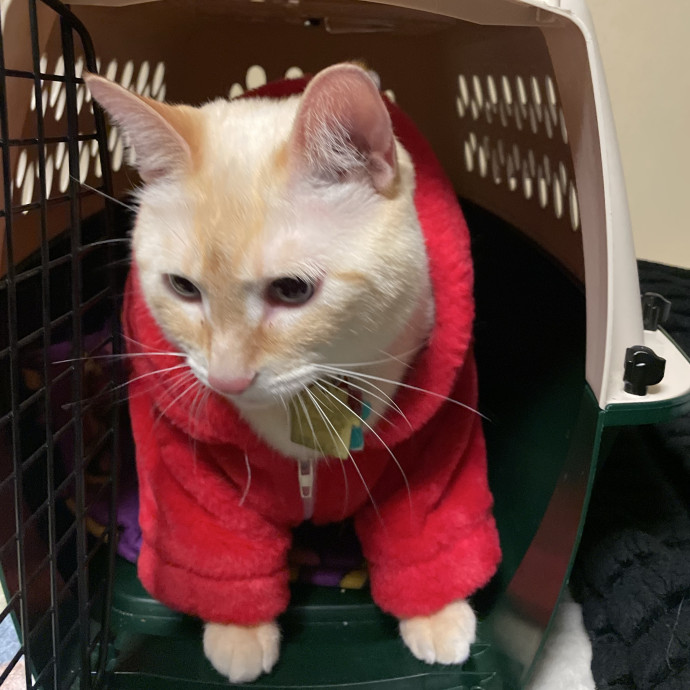 Caring Cat Owner And Dedicated Sitter