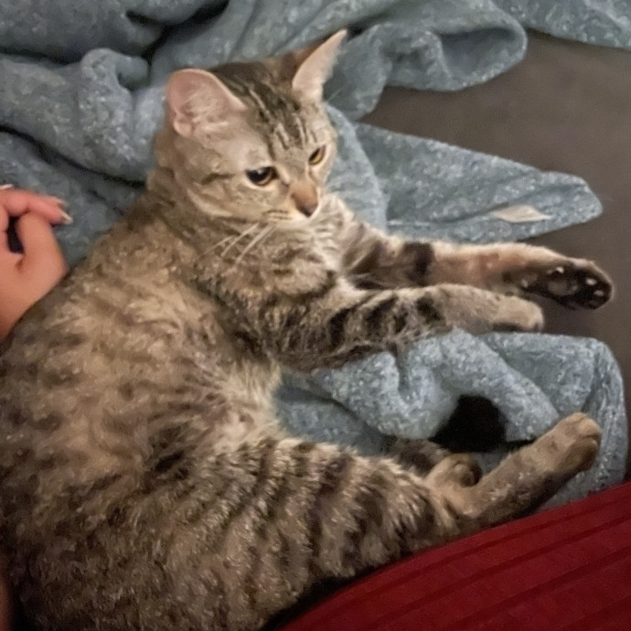 Caring Cat Owner And Dedicated Sitter photo 3
