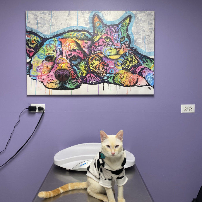 Caring Cat Owner And Dedicated Sitter photo 2