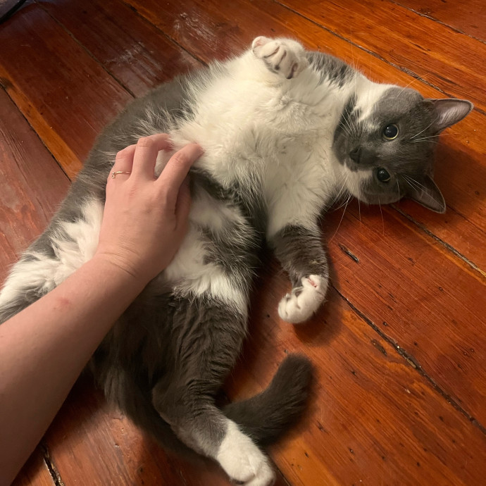 Sara's Sittin' Your Kitten