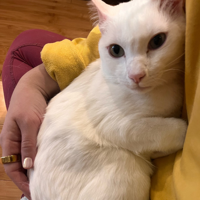 Sara's Sittin' Your Kitten