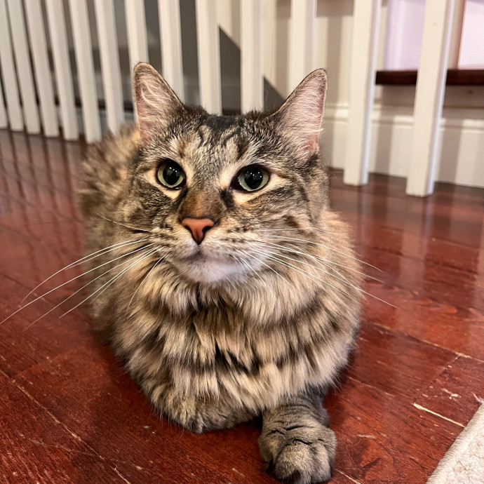 Sara's Sittin' Your Kitten