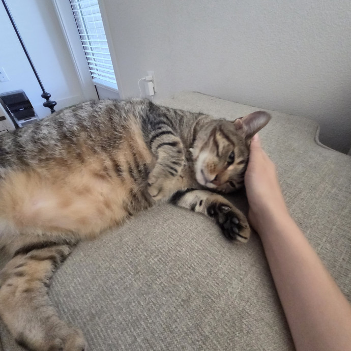 Calm Energy - Cat Specialist