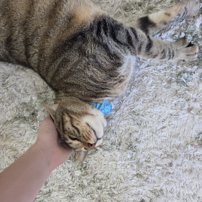 Calm Energy - Cat Specialist