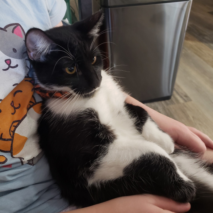 Calm Energy - Cat Specialist photo 2