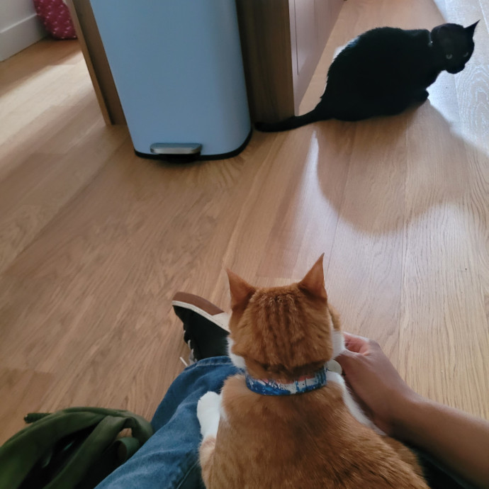 Casie The Cat Lady