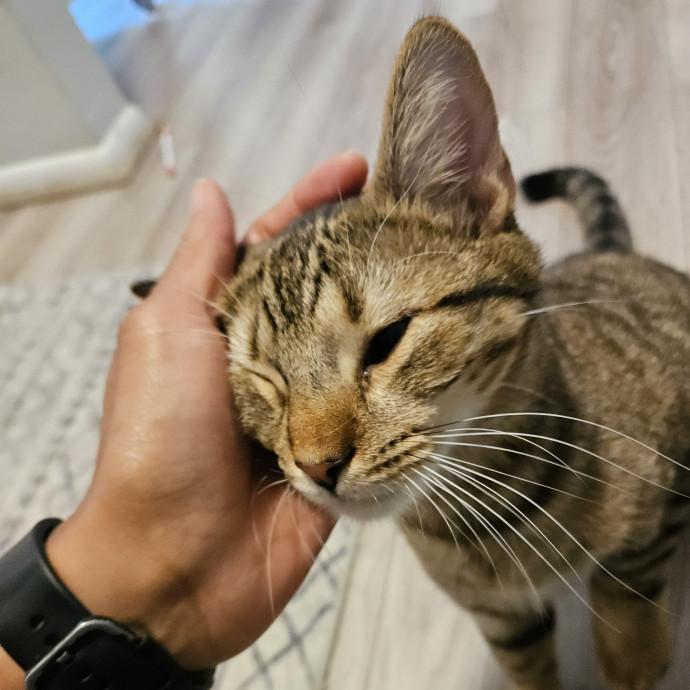 Casie The Cat Lady photo 3