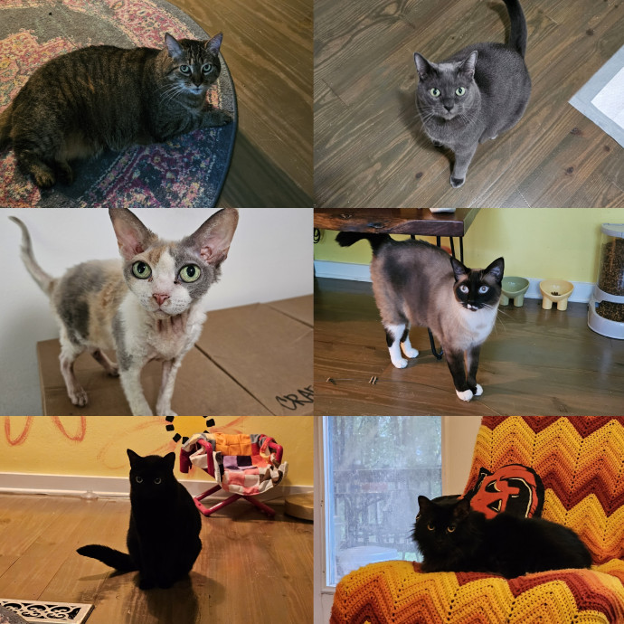 Your Local Crazy Cat Lady