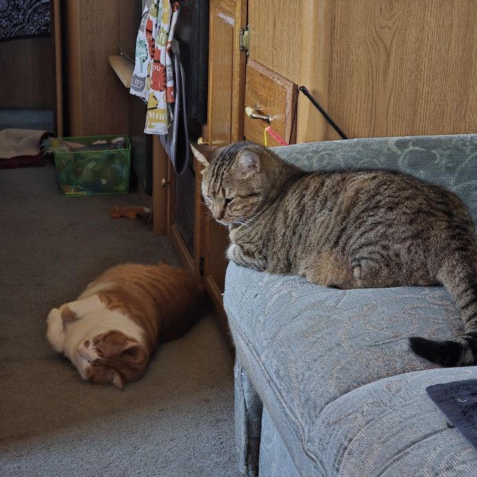 Your Local Crazy Cat Lady photo 2